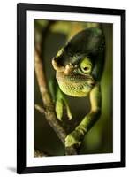 Parson's Chameleon, Andasibe-Mantadia National Park, Madagascar-Paul Souders-Framed Photographic Print