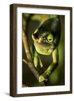 Parson's Chameleon, Andasibe-Mantadia National Park, Madagascar-Paul Souders-Framed Photographic Print