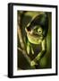 Parson's Chameleon, Andasibe-Mantadia National Park, Madagascar-Paul Souders-Framed Photographic Print