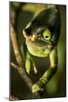 Parson's Chameleon, Andasibe-Mantadia National Park, Madagascar-Paul Souders-Mounted Photographic Print