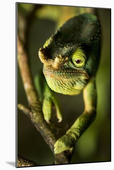 Parson's Chameleon, Andasibe-Mantadia National Park, Madagascar-Paul Souders-Mounted Photographic Print