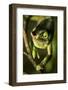 Parson's Chameleon, Andasibe-Mantadia National Park, Madagascar-Paul Souders-Framed Photographic Print