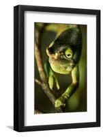 Parson's Chameleon, Andasibe-Mantadia National Park, Madagascar-Paul Souders-Framed Photographic Print