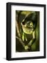 Parson's Chameleon, Andasibe-Mantadia National Park, Madagascar-Paul Souders-Framed Photographic Print