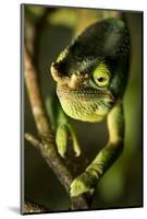 Parson's Chameleon, Andasibe-Mantadia National Park, Madagascar-Paul Souders-Mounted Photographic Print