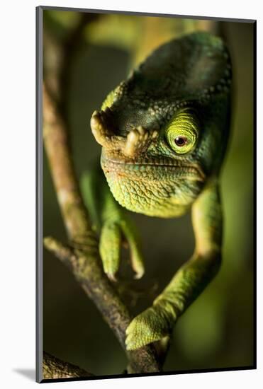 Parson's Chameleon, Andasibe-Mantadia National Park, Madagascar-Paul Souders-Mounted Photographic Print