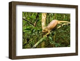 Parson's Chameleon, Andasibe-Mantadia National Park, Madagascar-Paul Souders-Framed Photographic Print