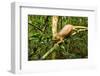 Parson's Chameleon, Andasibe-Mantadia National Park, Madagascar-Paul Souders-Framed Photographic Print