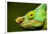 Parson's Chameleon, Andasibe-Mantadia National Park, Madagascar-Paul Souders-Framed Photographic Print