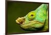 Parson's Chameleon, Andasibe-Mantadia National Park, Madagascar-Paul Souders-Framed Photographic Print