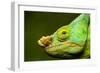 Parson's Chameleon, Andasibe-Mantadia National Park, Madagascar-Paul Souders-Framed Photographic Print