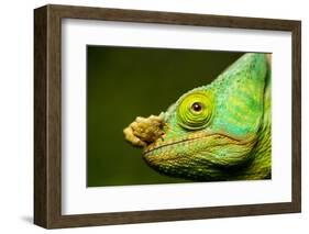 Parson's Chameleon, Andasibe-Mantadia National Park, Madagascar-Paul Souders-Framed Photographic Print