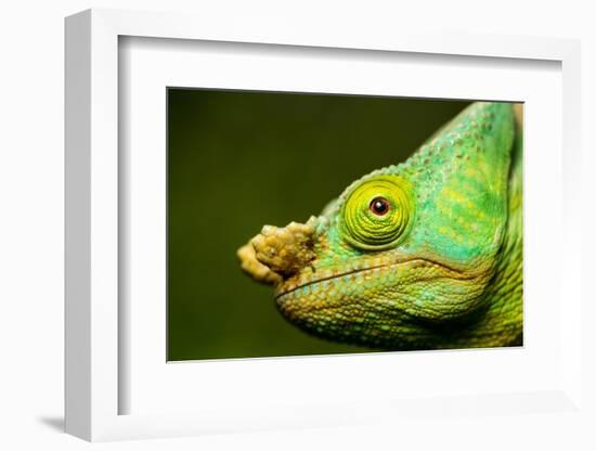 Parson's Chameleon, Andasibe-Mantadia National Park, Madagascar-Paul Souders-Framed Photographic Print