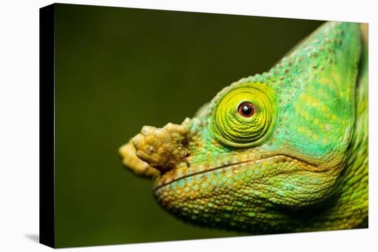 Parson's Chameleon, Andasibe-Mantadia National Park, Madagascar-Paul Souders-Stretched Canvas