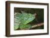 Parson's Chameleon (Calumma Parsonii), Andasibe-Mantadia National Park, Madagascar, Africa-G &-Framed Photographic Print