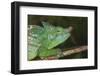 Parson's Chameleon (Calumma Parsonii), Andasibe-Mantadia National Park, Madagascar, Africa-G &-Framed Photographic Print