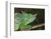 Parson's Chameleon (Calumma Parsonii), Andasibe-Mantadia National Park, Madagascar, Africa-G &-Framed Photographic Print