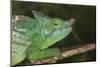 Parson's Chameleon (Calumma Parsonii), Andasibe-Mantadia National Park, Madagascar, Africa-G &-Mounted Photographic Print