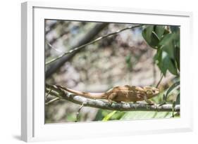 Parson's Chameleon (Calumma Parsonii), Endemic to Madagascar, Africa-Matthew Williams-Ellis-Framed Photographic Print