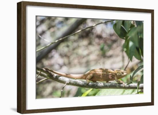 Parson's Chameleon (Calumma Parsonii), Endemic to Madagascar, Africa-Matthew Williams-Ellis-Framed Photographic Print