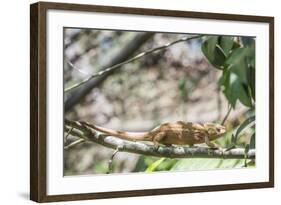 Parson's Chameleon (Calumma Parsonii), Endemic to Madagascar, Africa-Matthew Williams-Ellis-Framed Photographic Print