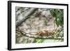 Parson's Chameleon (Calumma Parsonii), Endemic to Madagascar, Africa-Matthew Williams-Ellis-Framed Photographic Print