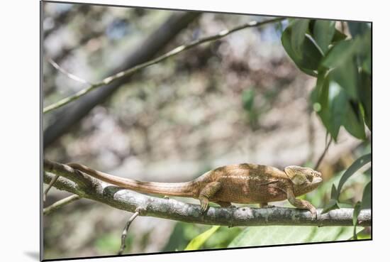 Parson's Chameleon (Calumma Parsonii), Endemic to Madagascar, Africa-Matthew Williams-Ellis-Mounted Photographic Print