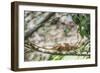 Parson's Chameleon (Calumma Parsonii), Endemic to Madagascar, Africa-Matthew Williams-Ellis-Framed Photographic Print