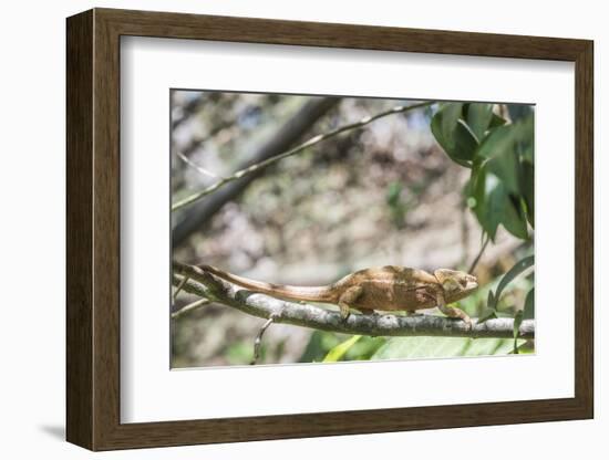 Parson's Chameleon (Calumma Parsonii), Endemic to Madagascar, Africa-Matthew Williams-Ellis-Framed Photographic Print