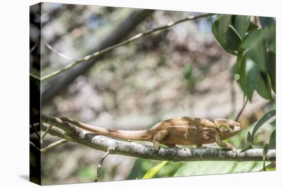 Parson's Chameleon (Calumma Parsonii), Endemic to Madagascar, Africa-Matthew Williams-Ellis-Stretched Canvas