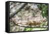Parson's Chameleon (Calumma Parsonii), Endemic to Madagascar, Africa-Matthew Williams-Ellis-Framed Stretched Canvas