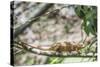 Parson's Chameleon (Calumma Parsonii), Endemic to Madagascar, Africa-Matthew Williams-Ellis-Stretched Canvas
