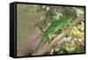 Parson's Chameleon (Calumma Parsonii), Madagascar, Africa-G &-Framed Stretched Canvas