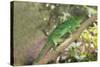 Parson's Chameleon (Calumma Parsonii), Madagascar, Africa-G &-Stretched Canvas