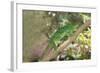 Parson's Chameleon (Calumma Parsonii), Madagascar, Africa-G &-Framed Photographic Print