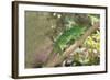 Parson's Chameleon (Calumma Parsonii), Madagascar, Africa-G &-Framed Photographic Print