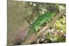 Parson's Chameleon (Calumma Parsonii), Madagascar, Africa-G &-Mounted Photographic Print