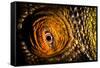 Parson's chameleon eye, Madagascar-Alex Hyde-Framed Stretched Canvas