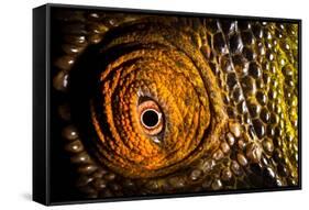 Parson's chameleon eye, Madagascar-Alex Hyde-Framed Stretched Canvas