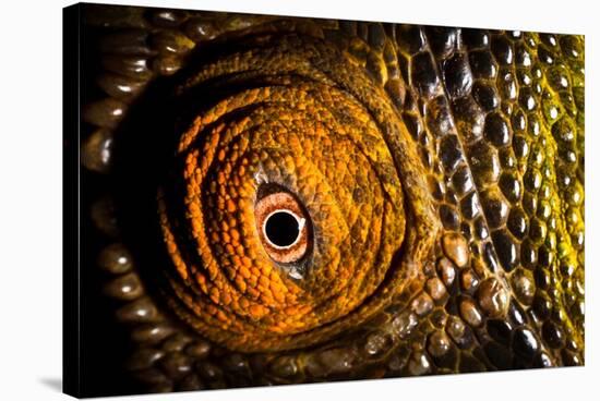 Parson's chameleon eye, Madagascar-Alex Hyde-Stretched Canvas