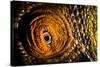 Parson's chameleon eye, Madagascar-Alex Hyde-Stretched Canvas