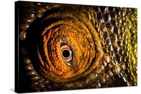 Parson's chameleon eye, Madagascar-Alex Hyde-Stretched Canvas