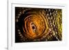 Parson's chameleon eye, Madagascar-Alex Hyde-Framed Photographic Print