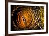 Parson's chameleon eye, Madagascar-Alex Hyde-Framed Photographic Print