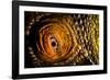 Parson's chameleon eye, Madagascar-Alex Hyde-Framed Photographic Print
