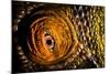 Parson's chameleon eye, Madagascar-Alex Hyde-Mounted Photographic Print