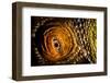 Parson's chameleon eye, Madagascar-Alex Hyde-Framed Photographic Print