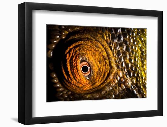 Parson's chameleon eye, Madagascar-Alex Hyde-Framed Photographic Print