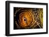 Parson's chameleon eye, Madagascar-Alex Hyde-Framed Photographic Print