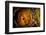 Parson's chameleon eye, Madagascar-Alex Hyde-Framed Photographic Print